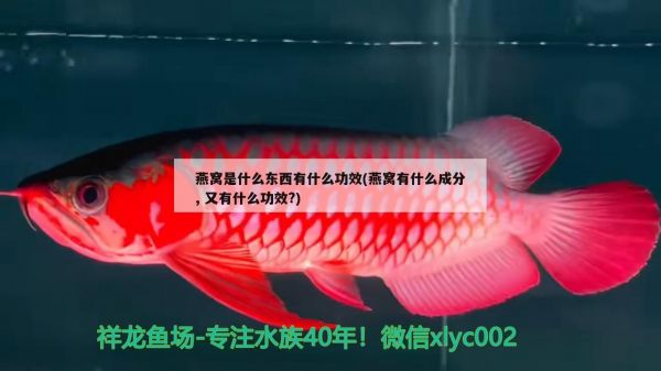 毕节水族馆空气鱼（毕节水族馆空气鱼,感觉怎么样，空中游,=,天津二子1978） 观赏鱼论坛 第2张