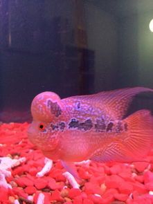 罗汉鱼喂食指南：精选鱼食，健康喂养新策略！
