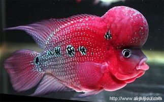 罗汉鱼喂食指南：精选鱼食，健康喂养新策略！