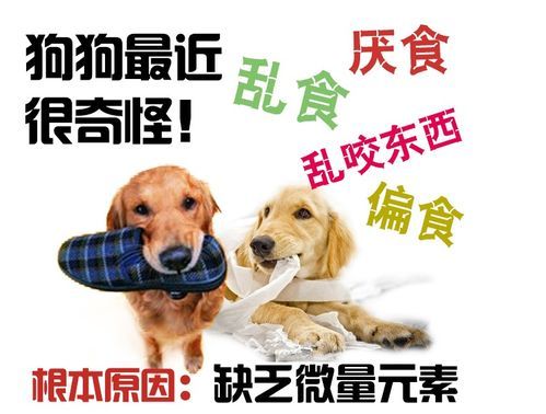 宠物狗所需微量元素一览表