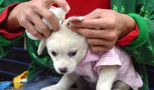 宠物过敏怎么办？预防和治疗宠物过敏的方法