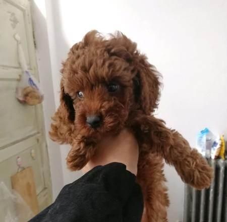 泰迪狗盒子的功能与设计（为宠物提供舒适空间的创意盒子）