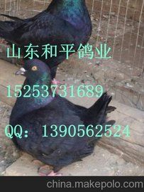 石嘴山弯梁大鼻子养殖基地