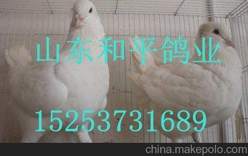 灵武开花大鼻子厂家