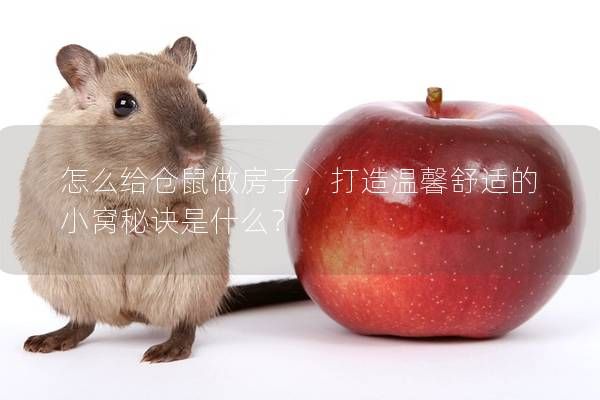 怎么给仓鼠做房子，打造温馨舒适的小窝秘诀是什么？