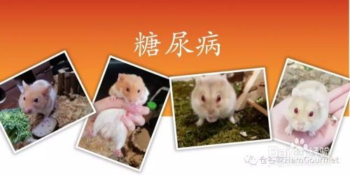 宠物仓鼠糖尿病检测方法