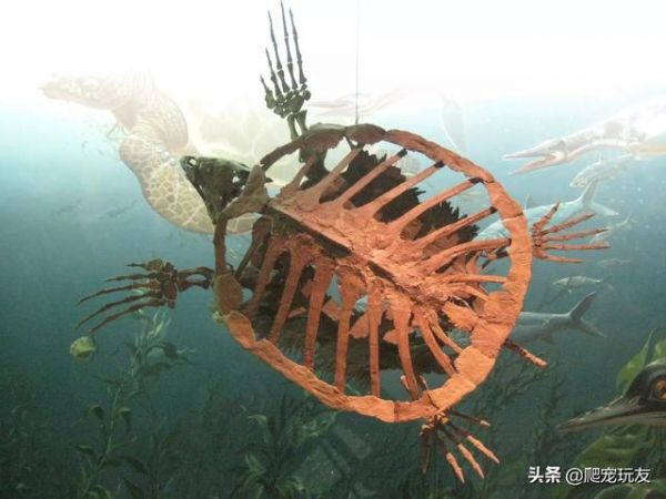 关于乌龟，你可能不了解的八件事！