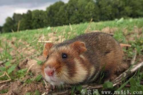 仓鼠怎么养殖容易成活?仓鼠吃什么食物?