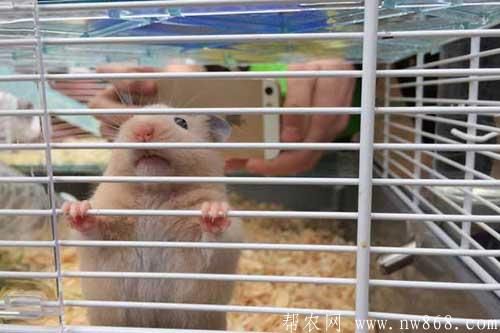 仓鼠怎么养殖容易成活？仓鼠吃什么食物？