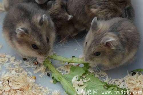 仓鼠怎么养殖容易成活？仓鼠吃什么食物？