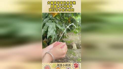 大姐家培育的水蜜桃，里面水分特别多，跟打开水龙头似的！