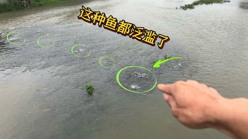 这种鱼都泛滥了，江西一县城河中央黑压压一大片，场面好壮观