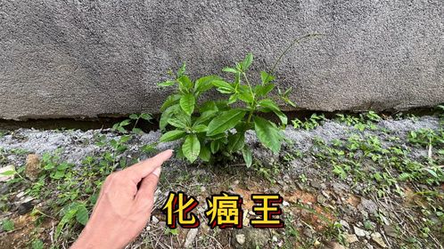 有人称“化癌王”的土人参，农村围墙上生长有一片，一起来看看