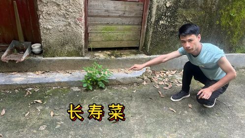 农村不起眼的“长寿菜”，它就是常见土人参，门前发现一株来看看