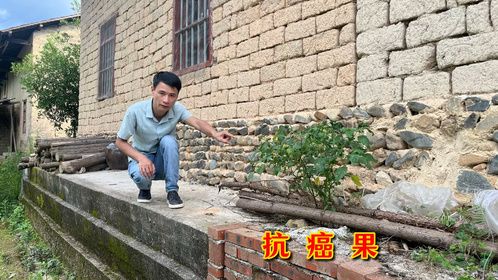 我国常见的“抗癌果”，房子背后发现一颗，开了花结了果来看看