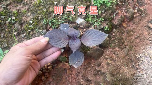 农村这种常见植物，当地老人俗称“脚气克星”，你们认识吗？