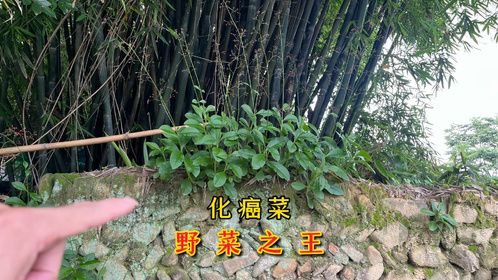 我国不起眼的“化癌菜”，当地老人俗称野菜之王，来看看