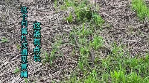 这个月第9次遇见黄鳝，仔细看这条有点长，拍给大家看看