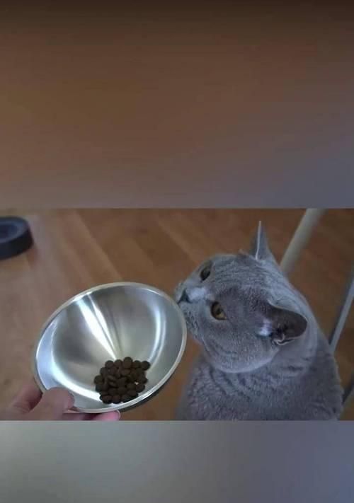 猫咪堵住猫粮口是什么行为？