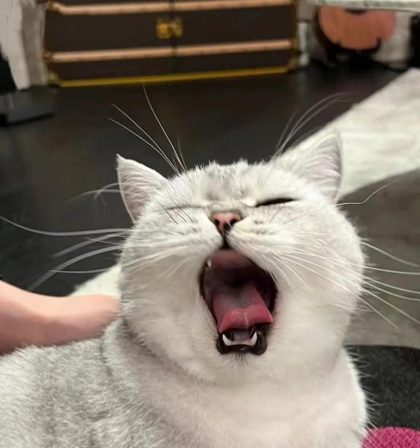 猫咪堵住猫粮口是什么行为？