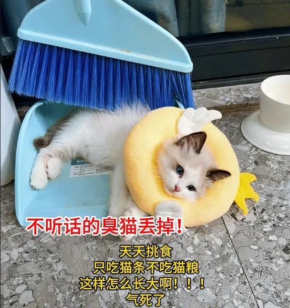 猫咪堵住猫粮口是什么行为？