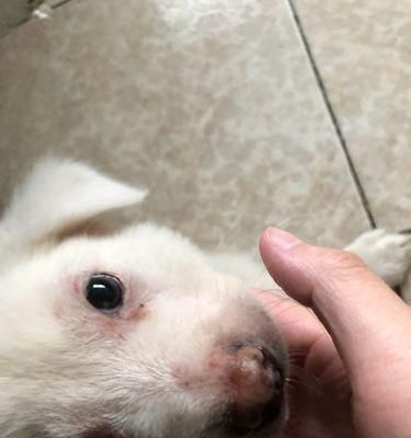 狗狗身上的红点点是怎么回事？探寻狗狗身上红点点的病因及治疗方法