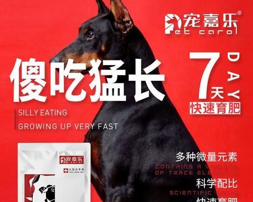 养狗儿壮壮胖胖的秘诀（狗狗的营养需求及食谱推荐）