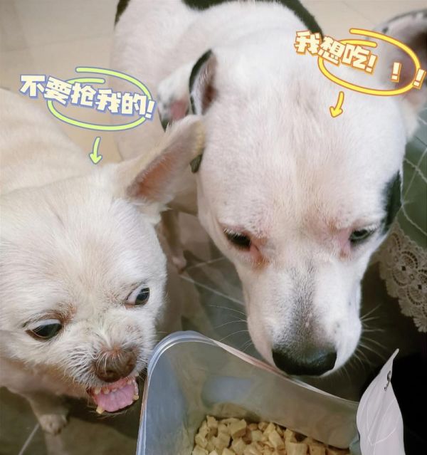 养狗儿壮壮胖胖的秘诀（狗狗的营养需求及食谱推荐）