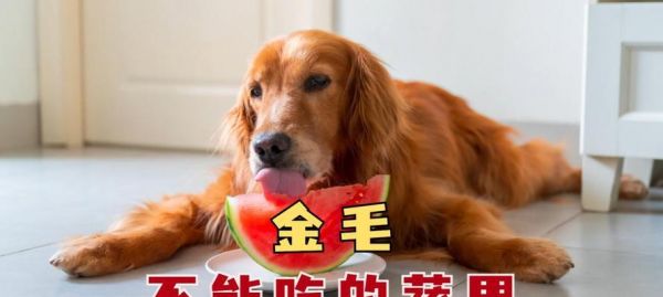 养狗儿壮壮胖胖的秘诀（狗狗的营养需求及食谱推荐）