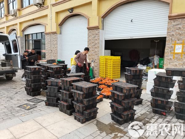  巴西龟苗，外塘冷水养殖，原产地直销批发，量大从优。