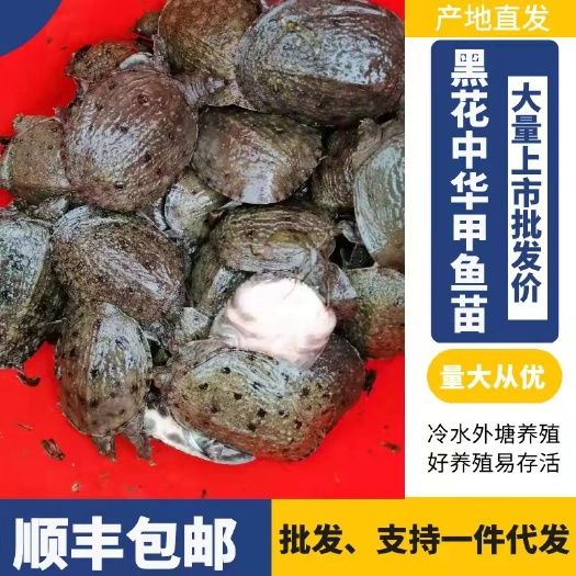 外塘冷水甲鱼苗,好养易大