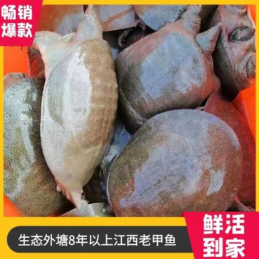 8年以上江西老甲鱼 2-3斤,3-5斤,5-7斤