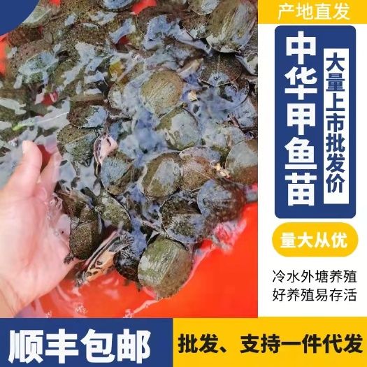 外塘冷水黑花甲鱼苗