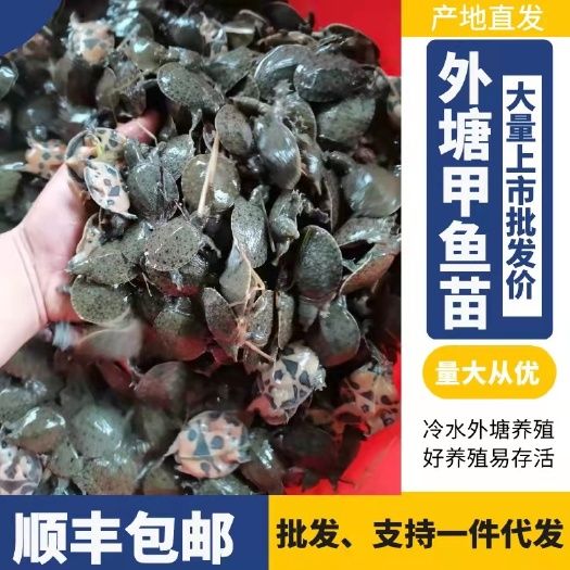 黄沙鳖苗 甲鱼苗外塘冷水养殖规格齐全,套养