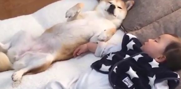 泪目！狗子与宝宝的那些友爱瞬间……