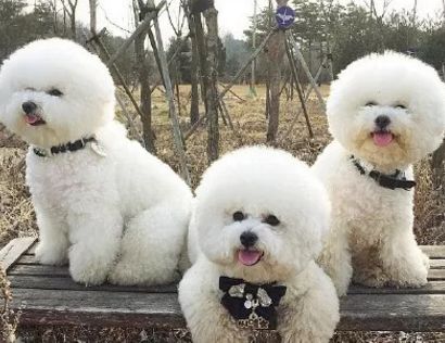 养狗什么好处 有孩子如何和狗狗相处