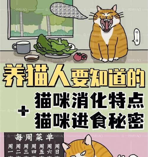小猫咪的养育指南（以一个月左右的小猫咪为例，如何正确养育）