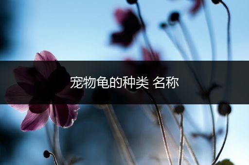 宠物龟的种类 名称
