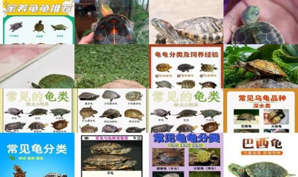 常见的宠物龟种类