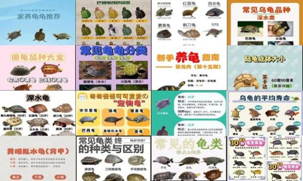 宠物龟的种类介绍