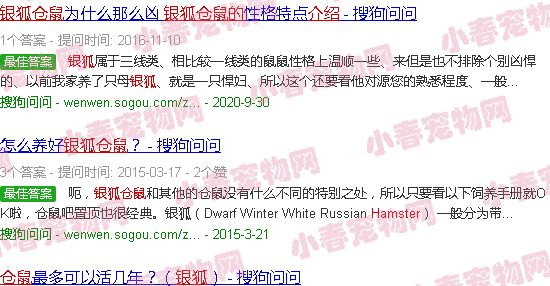 银狐仓鼠的详细介绍