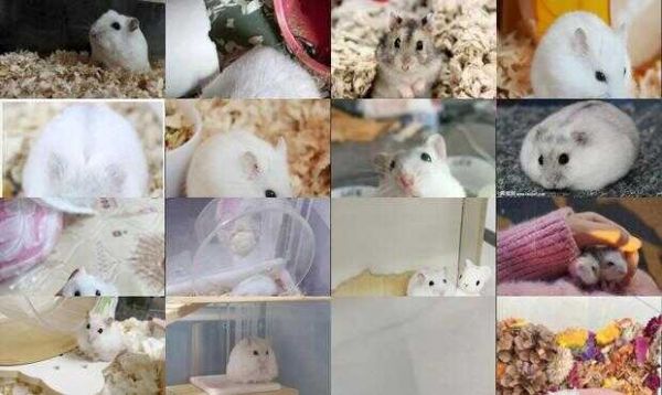 银狐仓鼠的详细介绍
