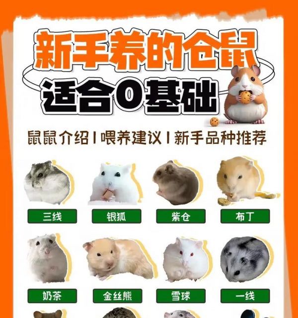 怎么才能买到好的仓鼠？挑选技巧有哪些？