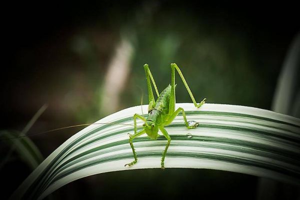 蝈蝈怎么养?需要的不仅仅是细心