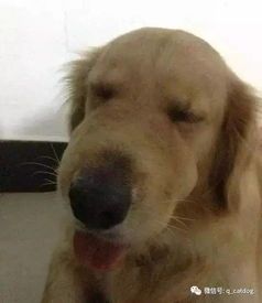 宠物被蛇咬,速就医防肿!