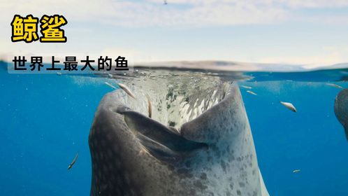 世界上最大的鱼：鲸鲨，它死后究竟是鲸落还是鲨调？