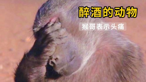 喝醉酒的动物，洋相百出，猴哥表示喝多了是真头疼！