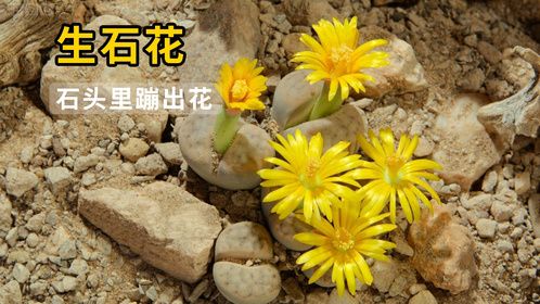 生石花，因长相酷似石头，被誉为“有生命的石头”！