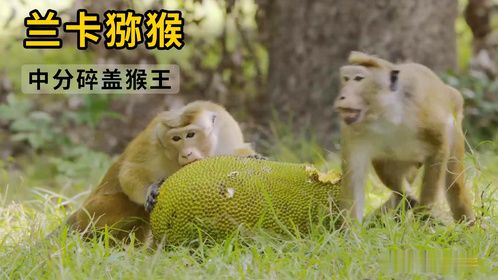 中分碎盖我最强，我是族群的猴王，菠萝蜜必须我先吃！