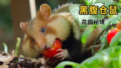 野生仓鼠来到花园秘境，它会有怎样的生活？